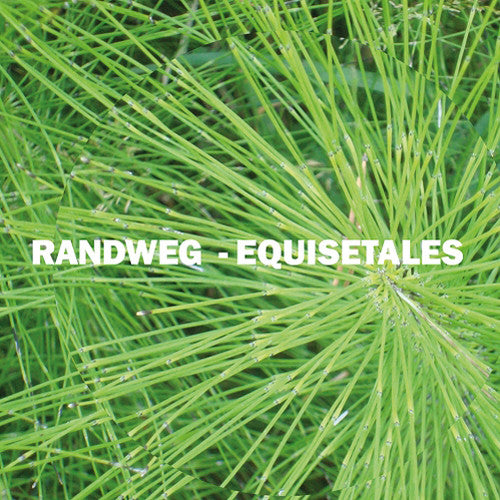 Randweg: Equisetales