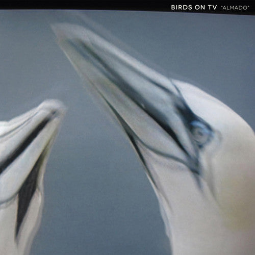 Birds on TV: Almado