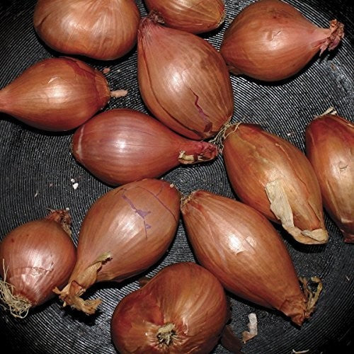 Segall, Ty: Fried Shallots